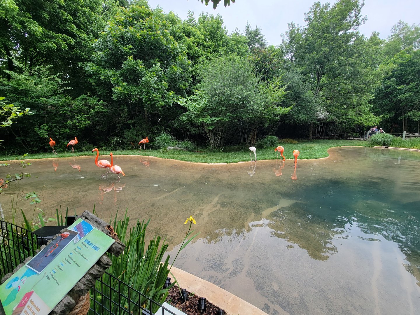 Nashville Zoo 5/22 - Flamingo Lagoon