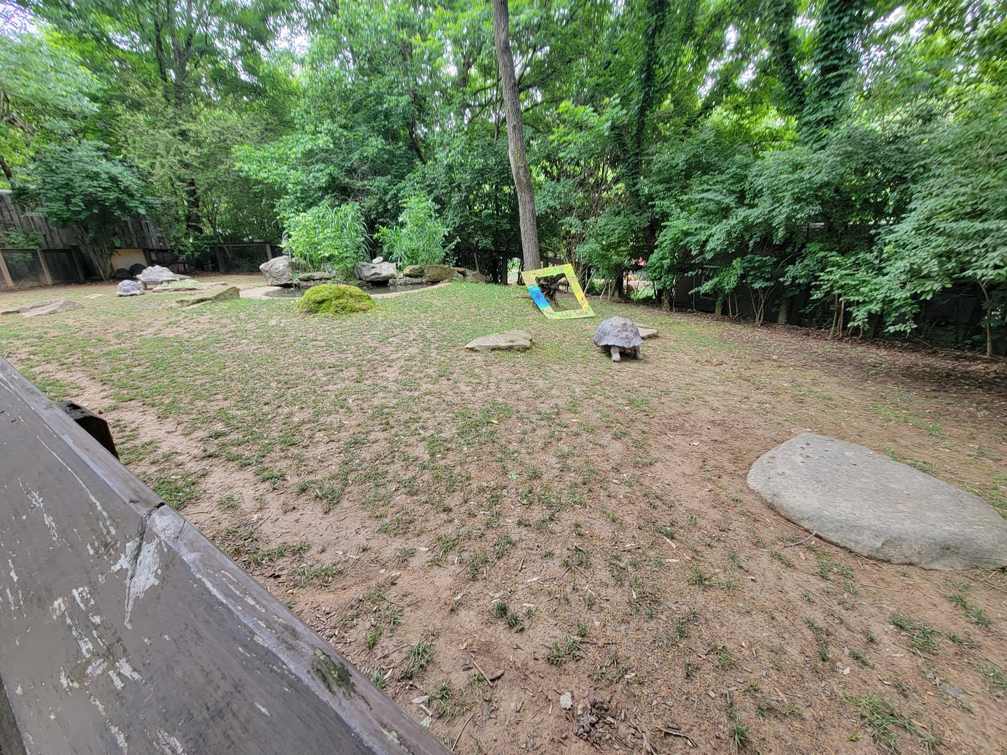 Nashville Zoo 5/22 - Galapagos tortoises