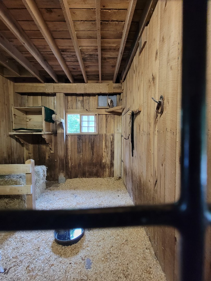Nashville Zoo 5/22 - Grassmere Plantation barn, Barn owl