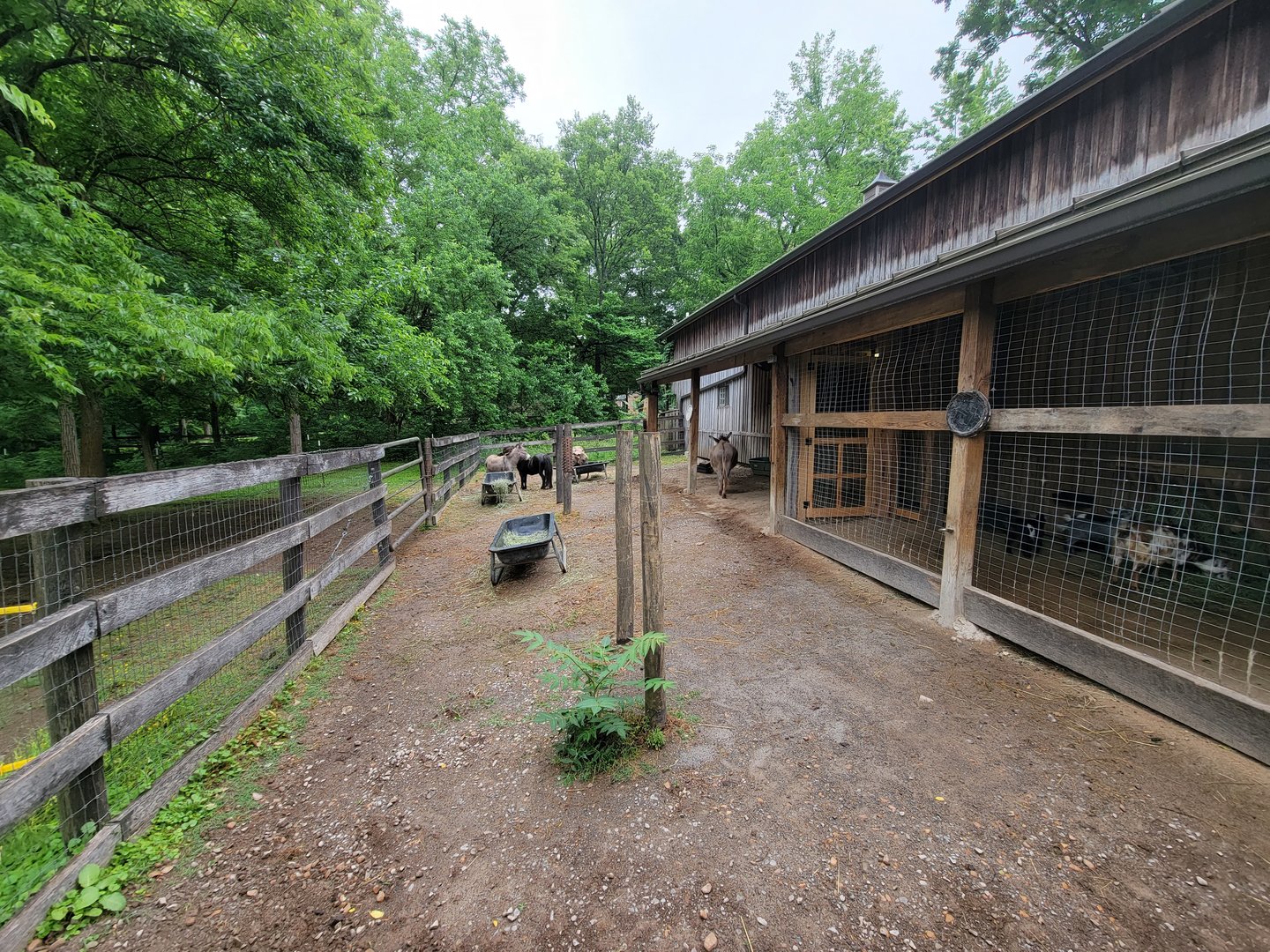 Nashville Zoo 5/22 - Grassmere Plantation farm, donkeys and ponies