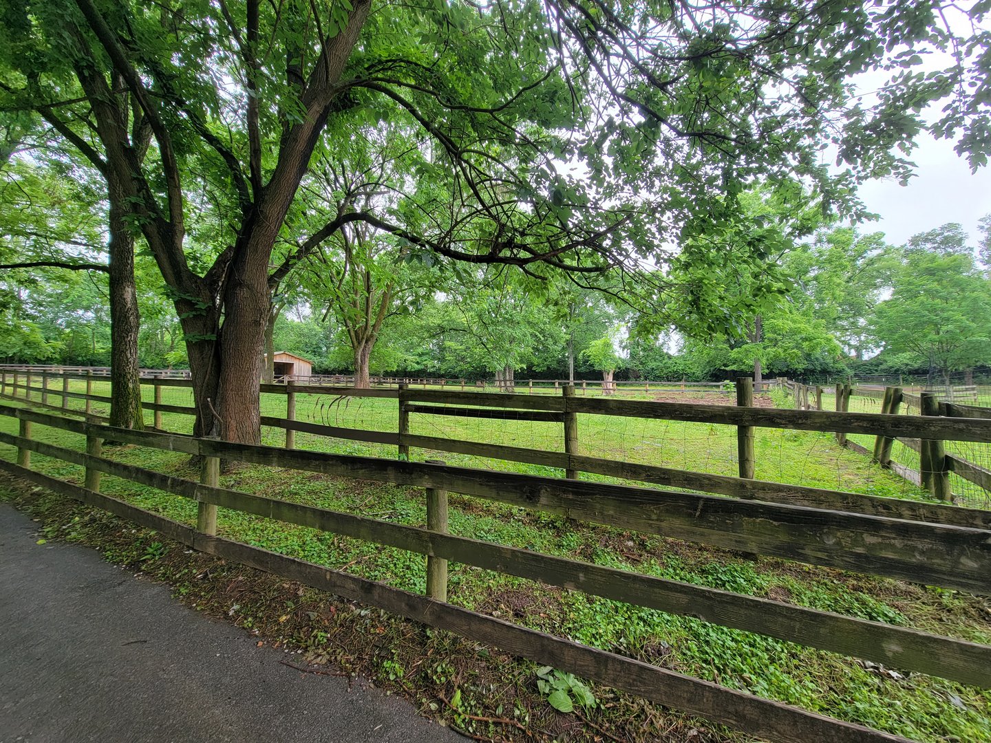 Nashville Zoo 5/22 - Grassmere Plantation farm, horse paddock