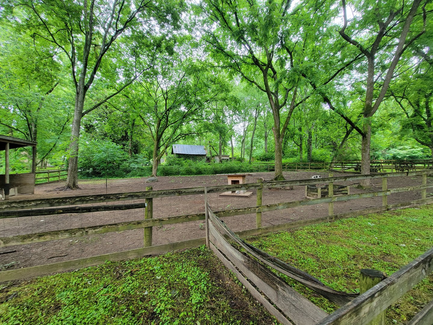 Nashville Zoo 5/22 - Grassmere Plantation farm, Juliana pigs