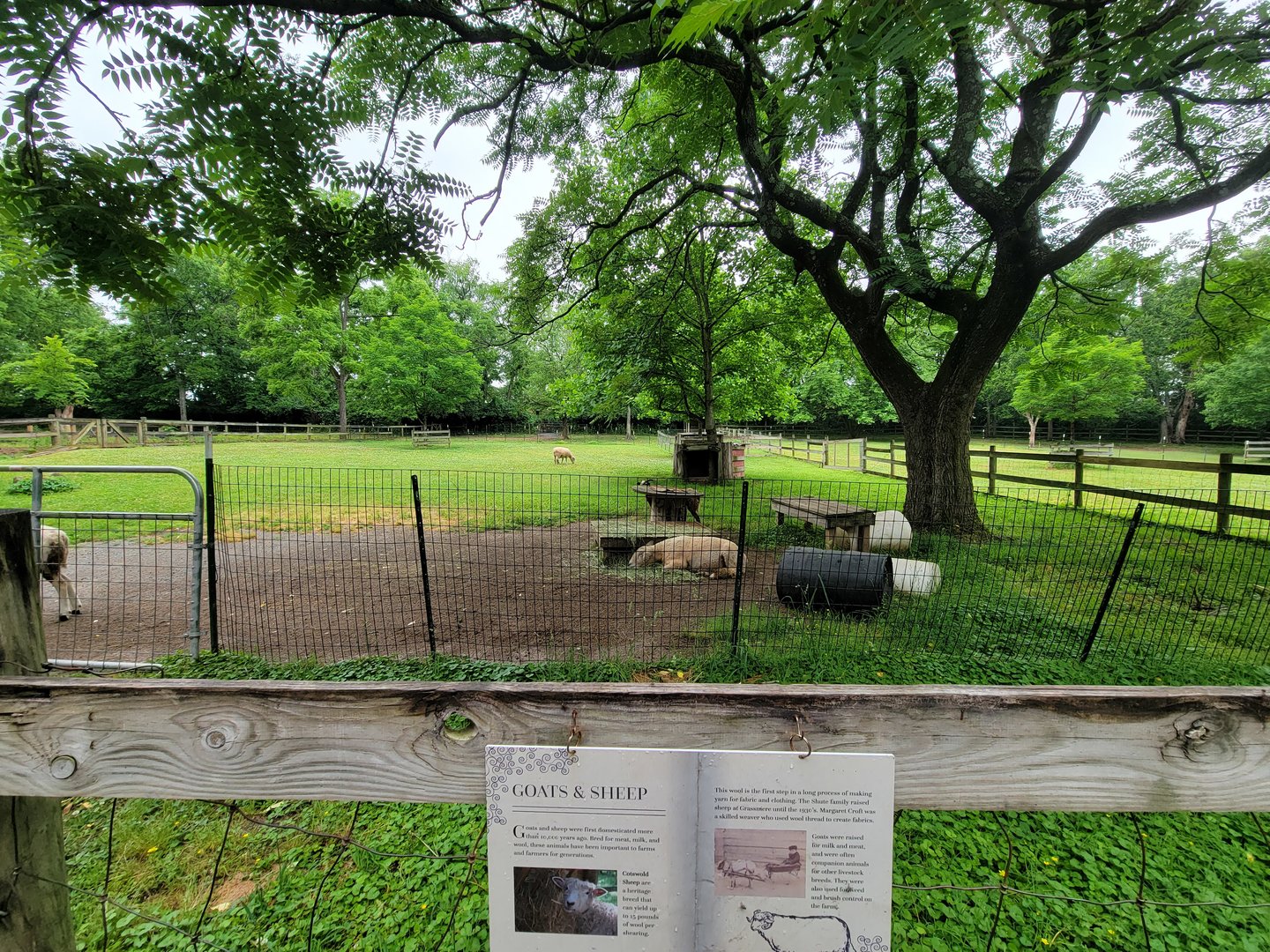 Nashville Zoo 5/22 - Grassmere Plantation farm, sheep and goats