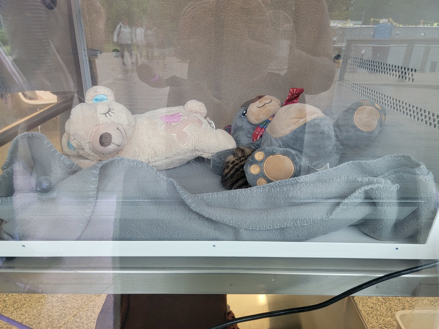 Nashville Zoo 5/22 - Healthcare Veterinary Center, four-week-old Fanaloka