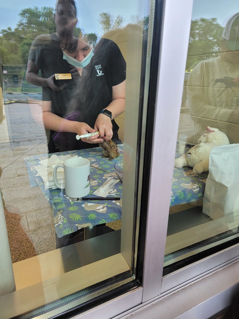 Nashville Zoo 5/22 - Healthcare Veterinary Center, four-week-old Fanaloka