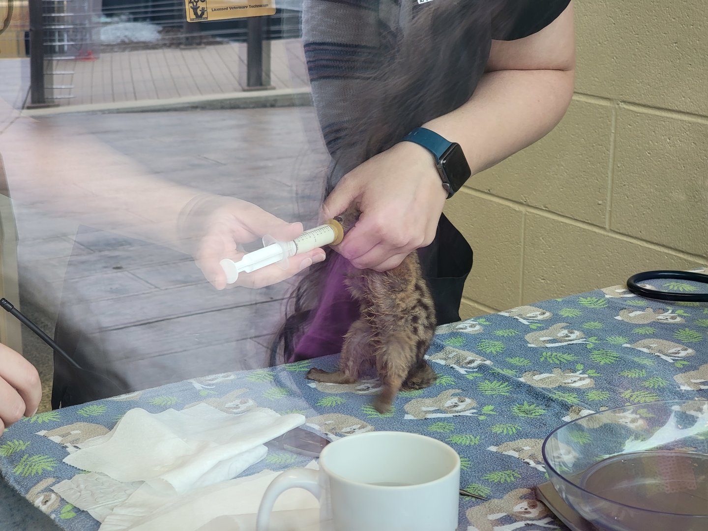 Nashville Zoo 5/22 - Healthcare Veterinary Center, four-week-old Fanaloka