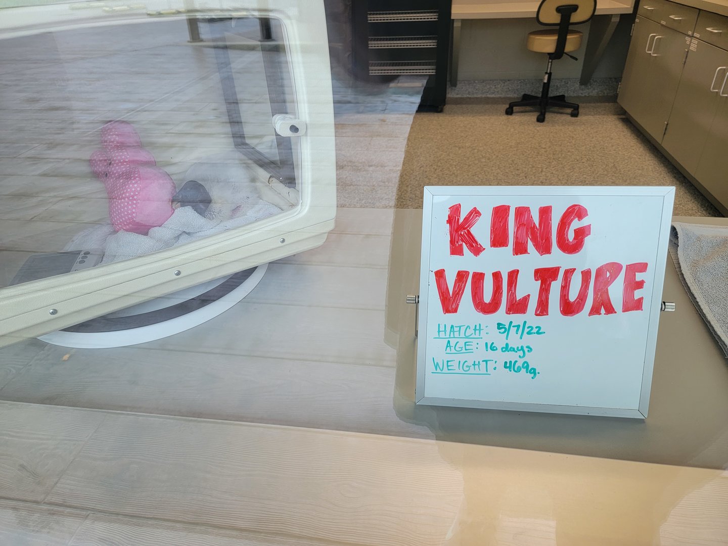 Nashville Zoo 5/22 - Healthcare Veterinary Center, king vulture chick