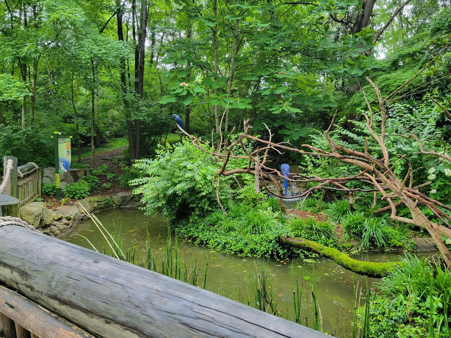 Nashville Zoo 5/22 - Hyacinth Macaws