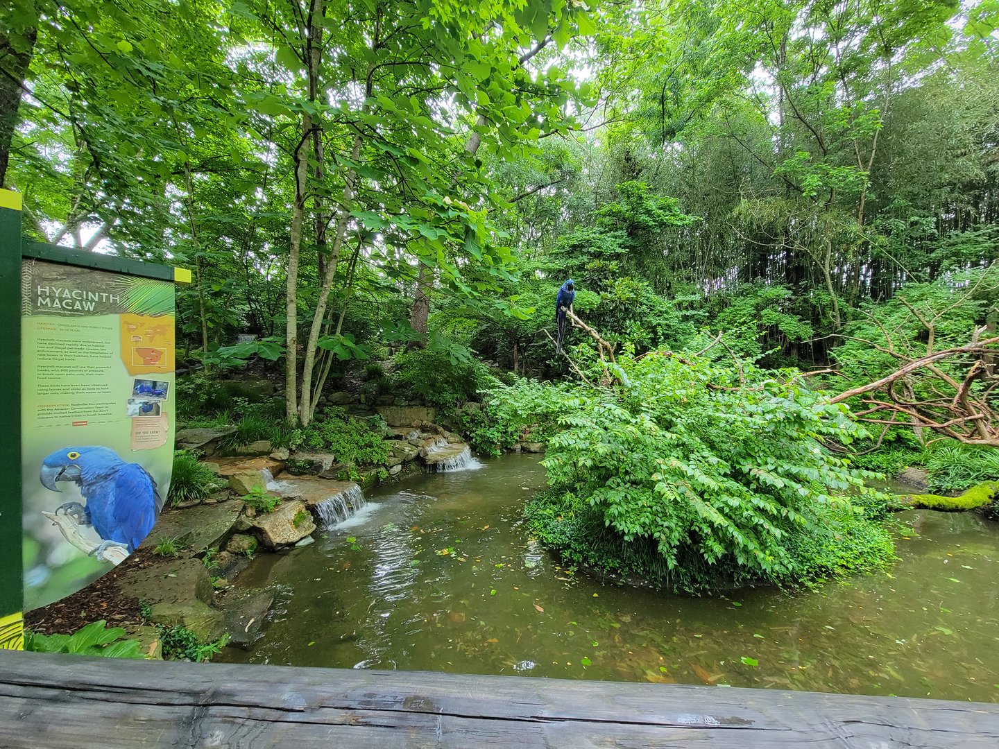 Nashville Zoo 5/22 - Hyacinth Macaws