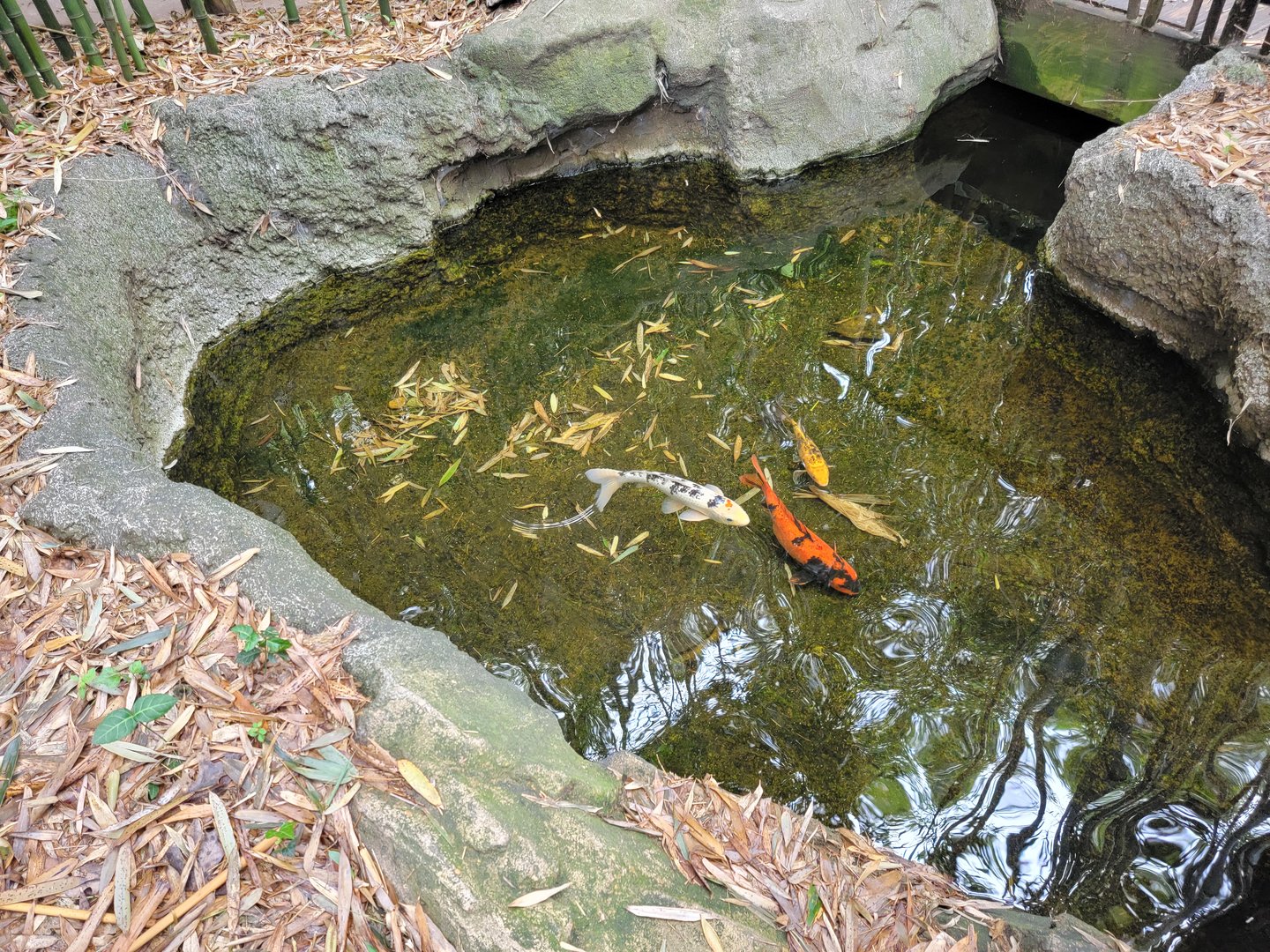 Nashville Zoo 5/22 - Koi by clouded leopards