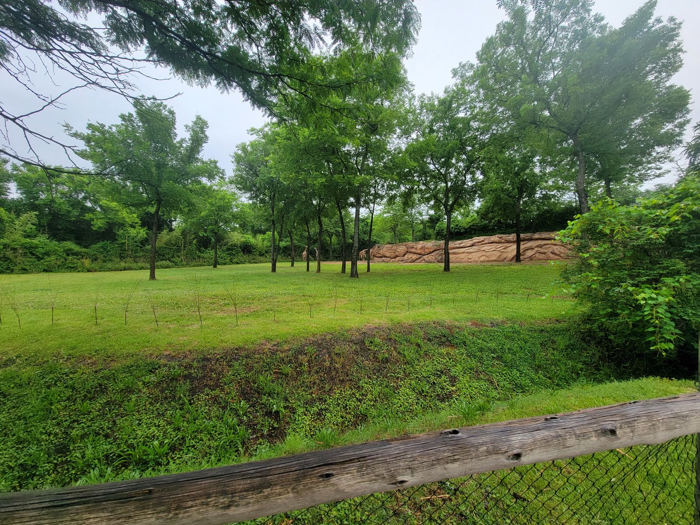 Nashville Zoo 5/22 - Masai giraffes