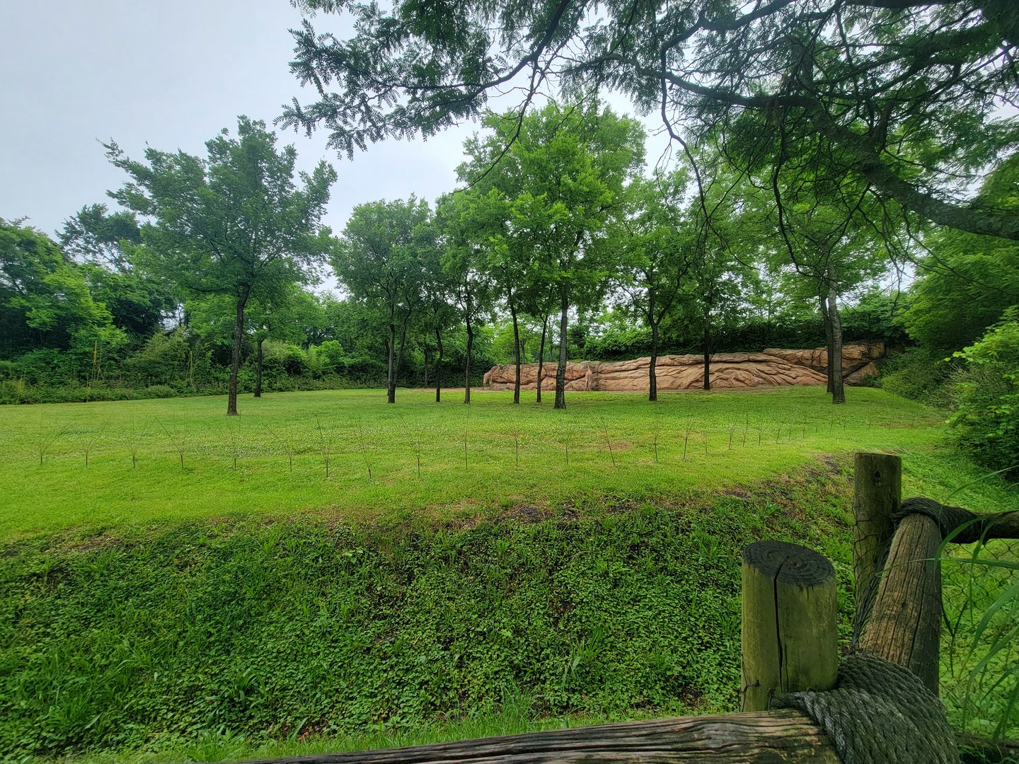 Nashville Zoo 5/22 - Masai giraffes