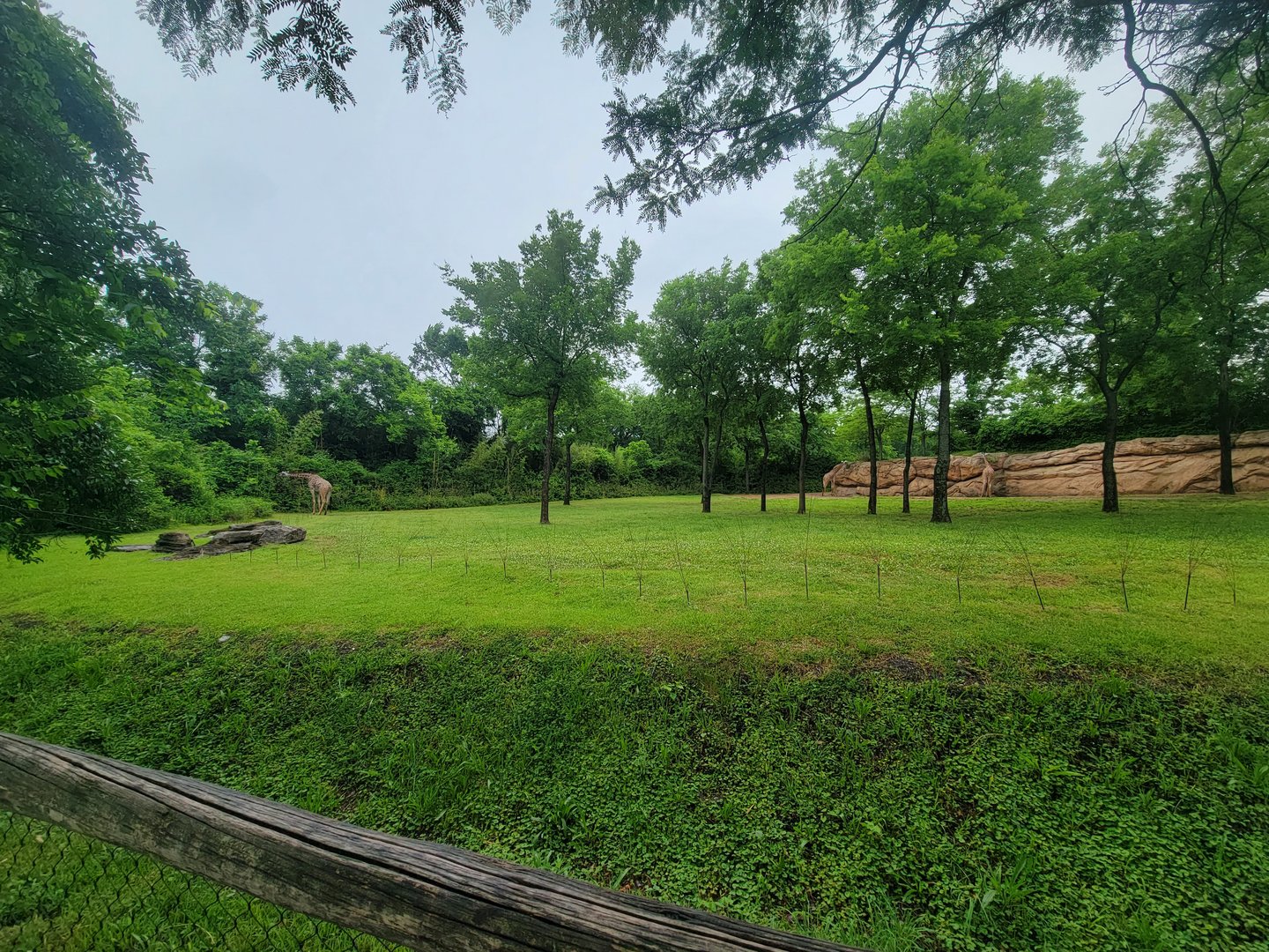 Nashville Zoo 5/22 - Masai giraffes