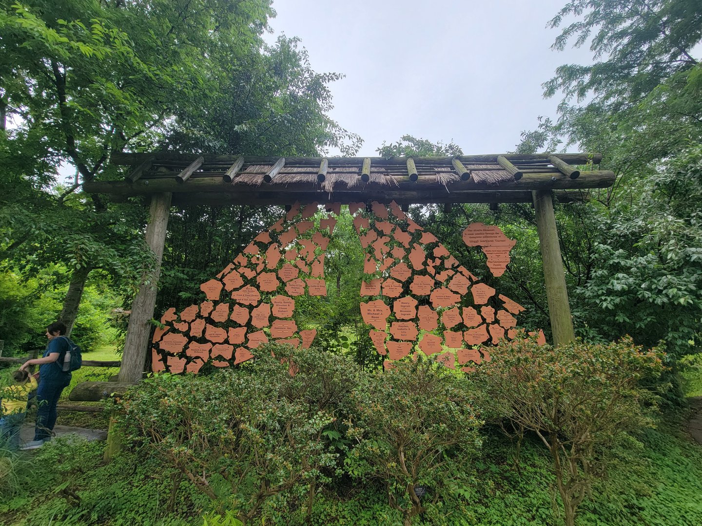 Nashville Zoo 5/22 - Masai giraffes