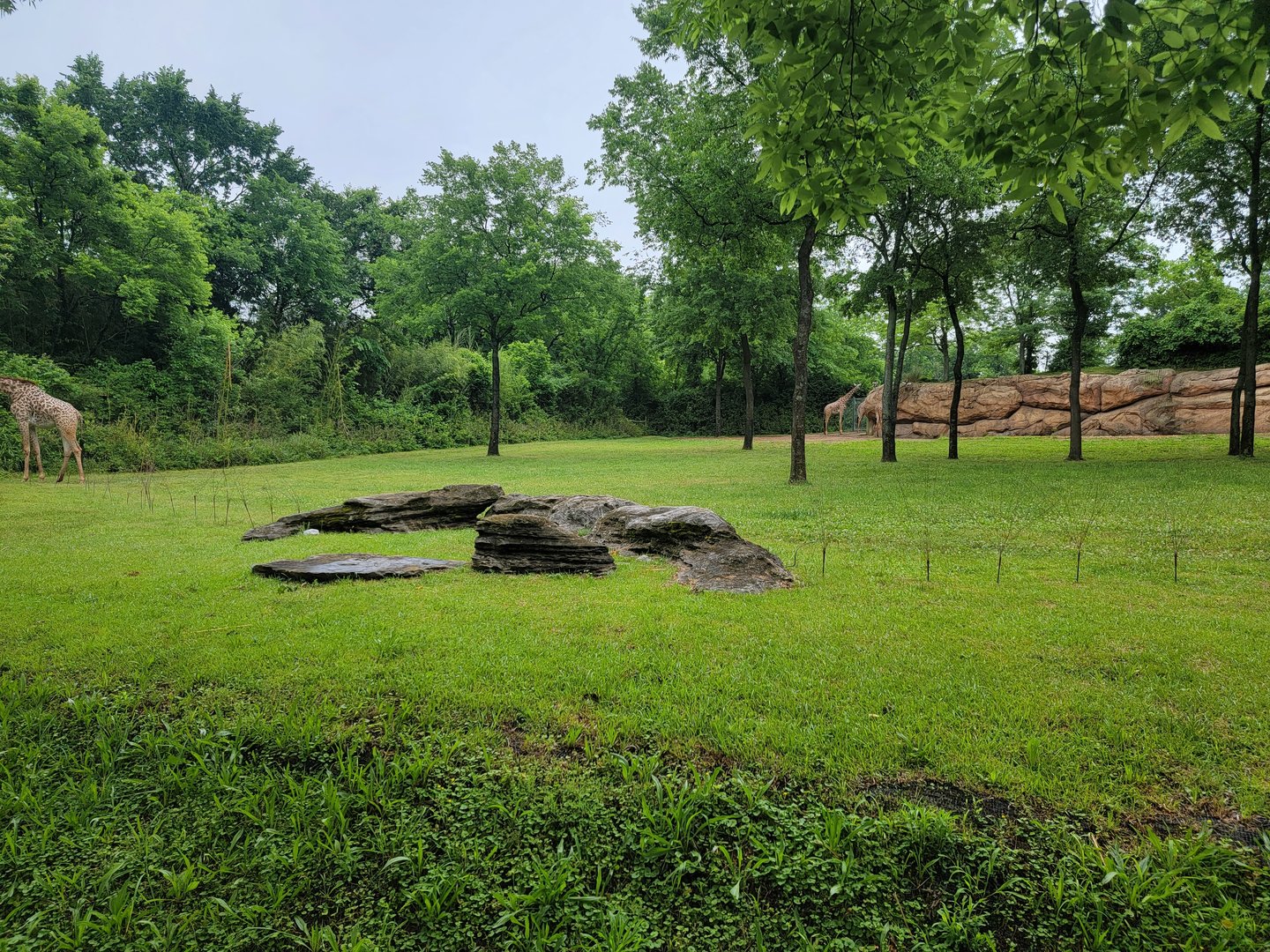 Nashville Zoo 5/22 - Masai giraffes