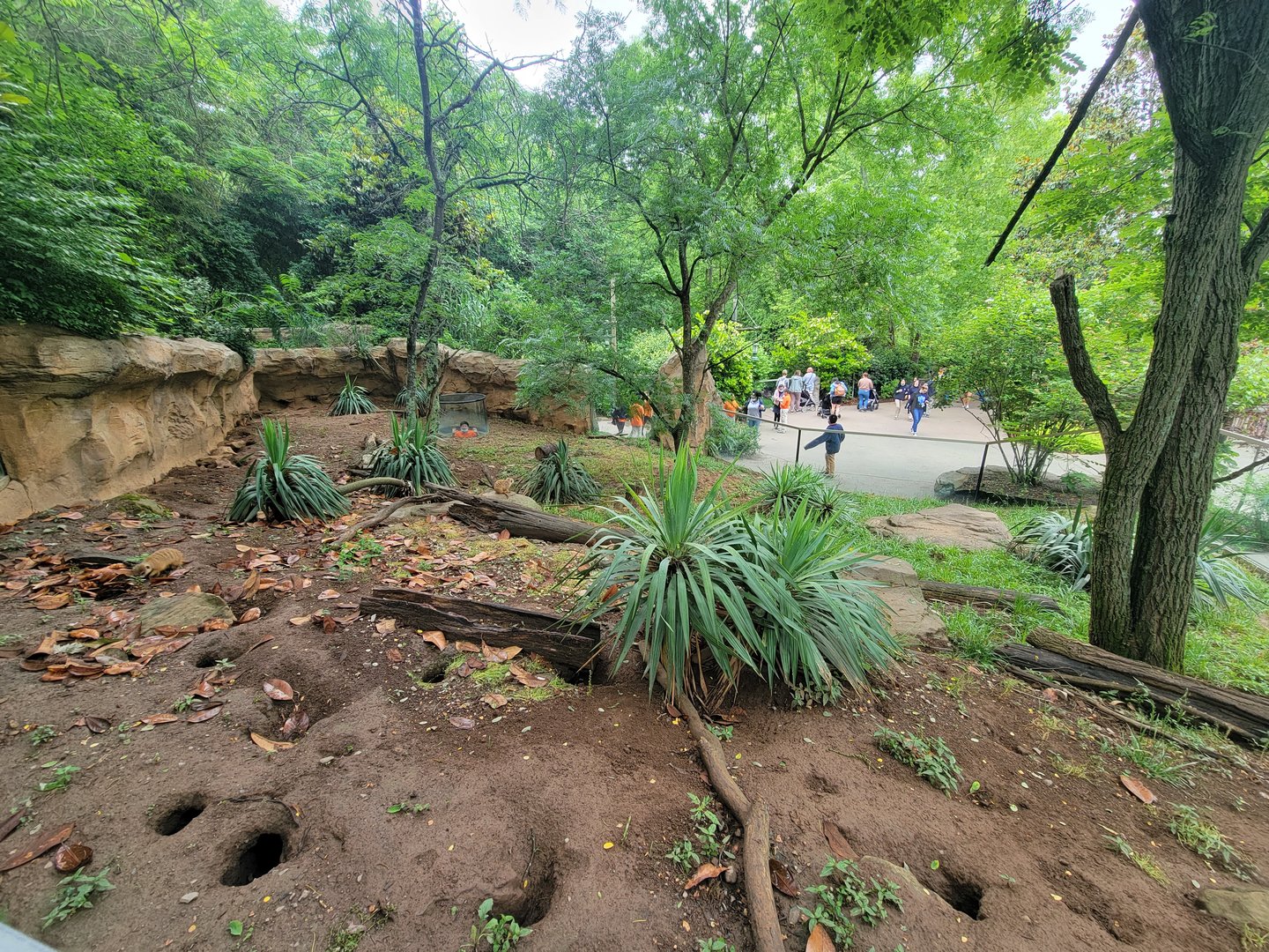 Nashville Zoo 5/22 - Meerkats
