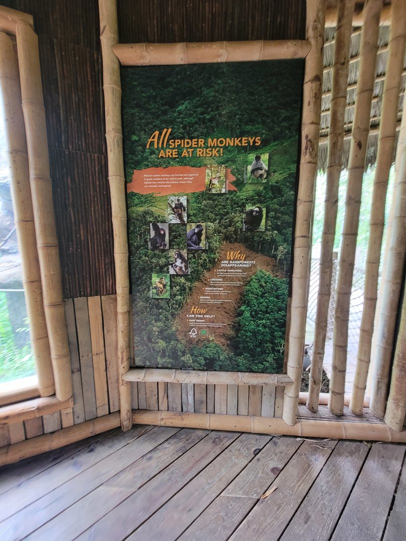 Nashville Zoo 5/22 - Mexican spider monkey area