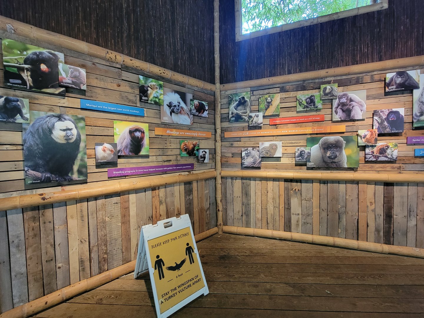 Nashville Zoo 5/22 - Mexican spider monkey area