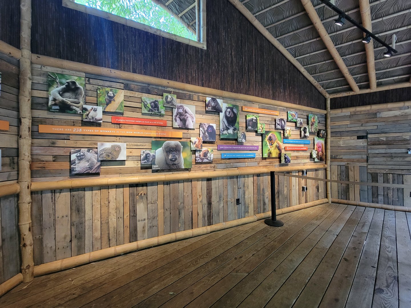 Nashville Zoo 5/22 - Mexican spider monkey area