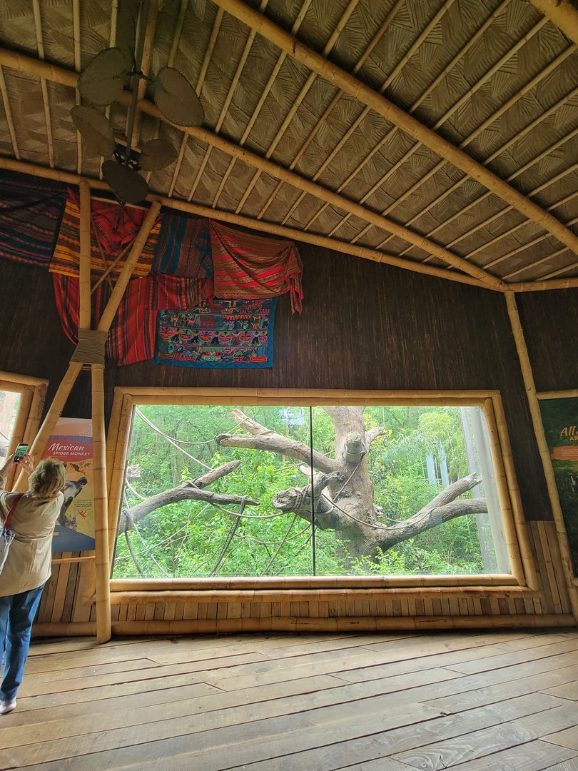 Nashville Zoo 5/22 - Mexican spider monkey area