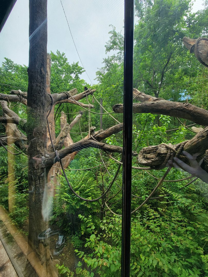 Nashville Zoo 5/22 - Mexican spider monkey