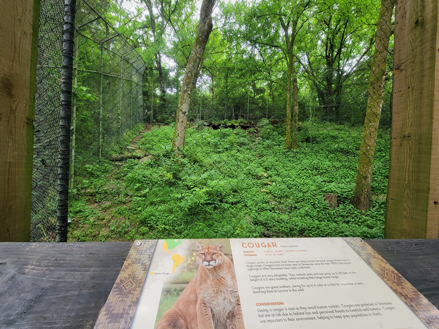 Nashville Zoo 5/22 - Mountain lion