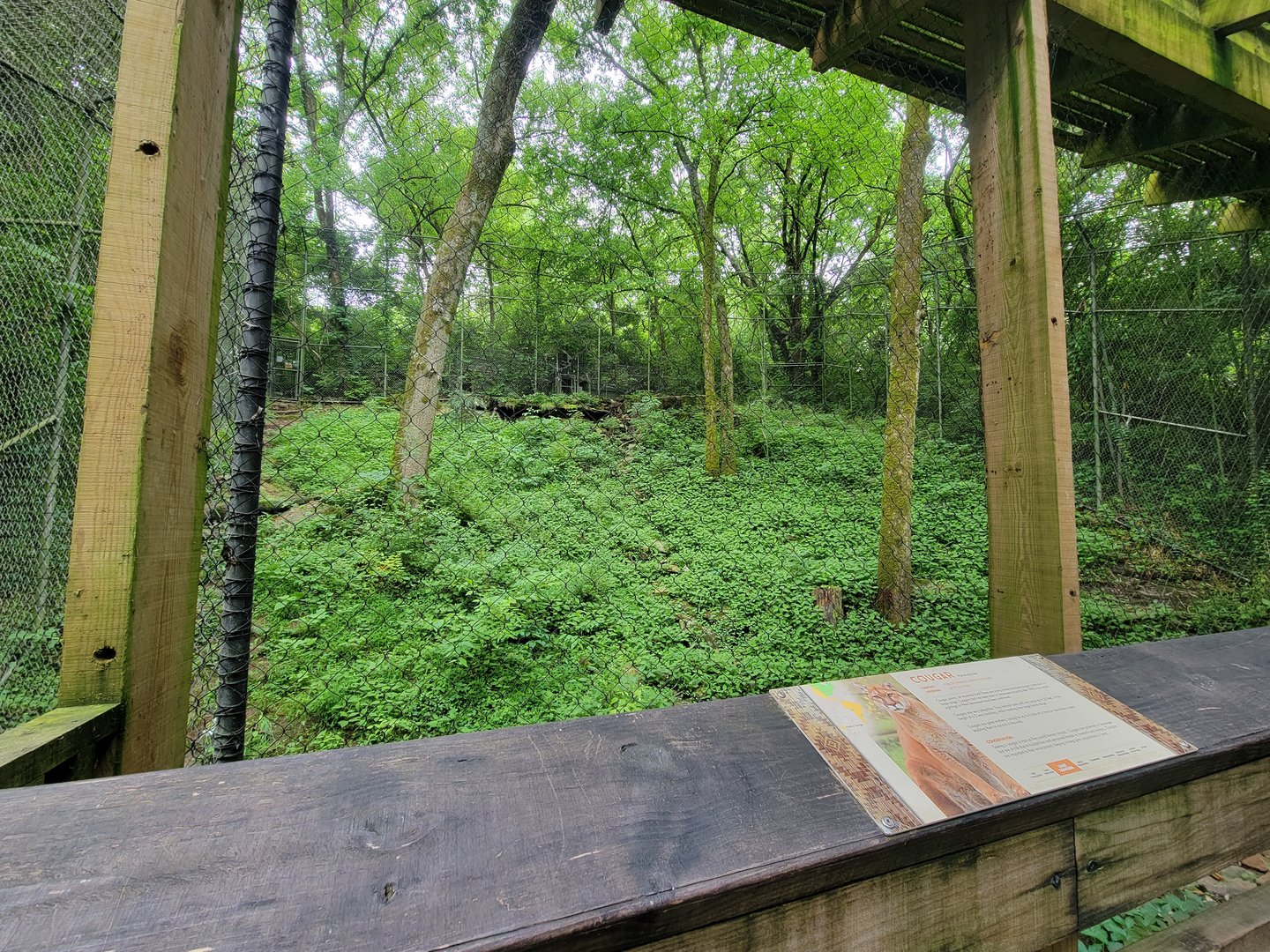 Nashville Zoo 5/22 - Moutain lion