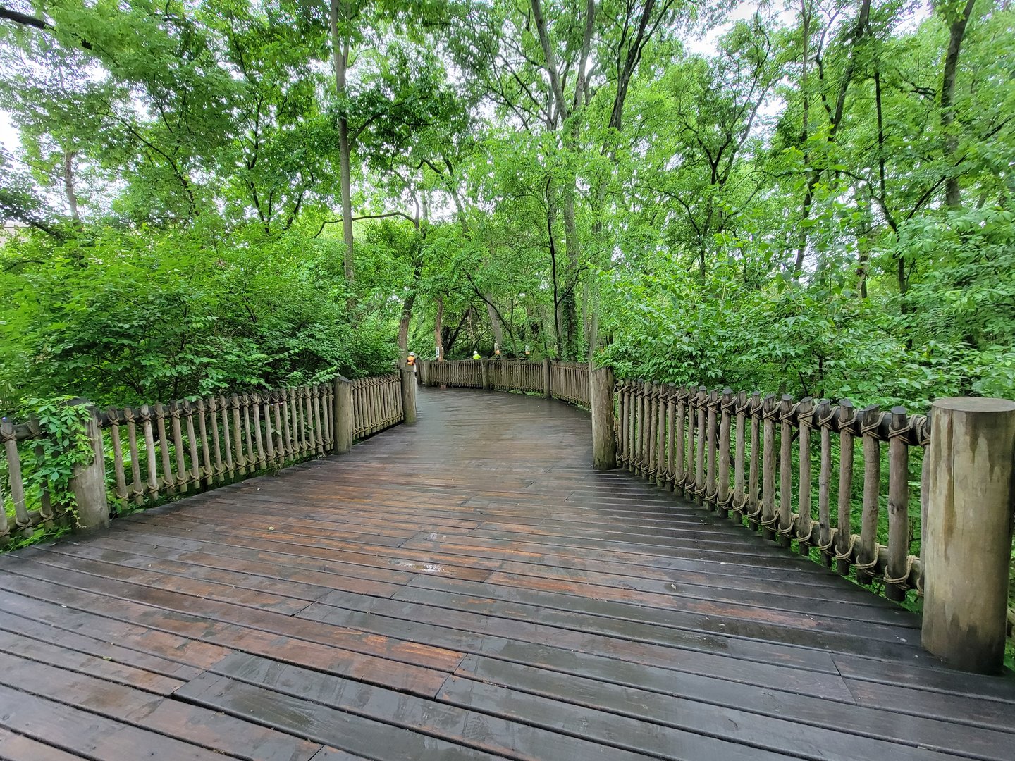 Nashville Zoo 5/22 - Path