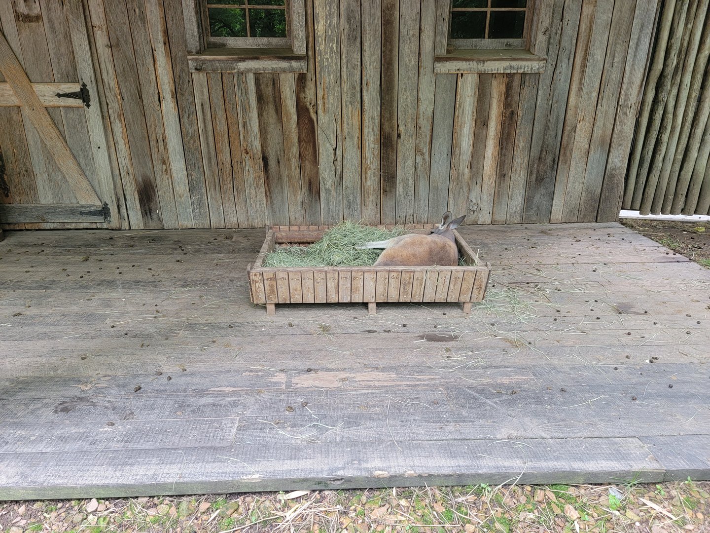 Nashville Zoo 5/22 - Red kangaroo passed out in the hay trough