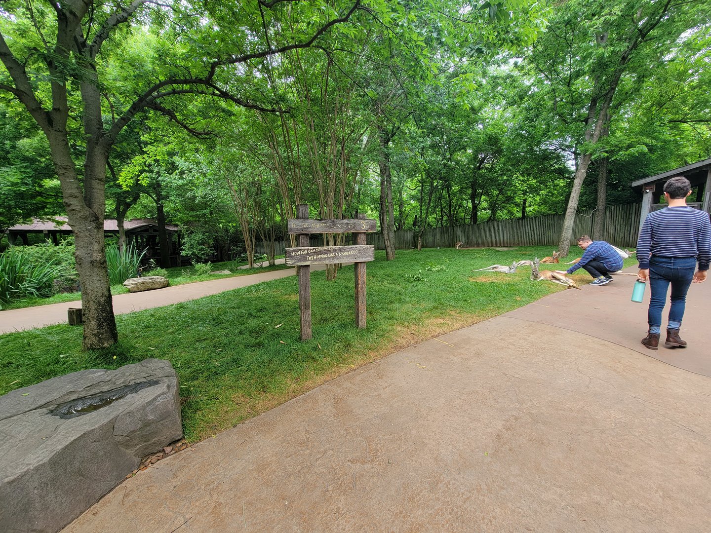 Nashville Zoo 5/22 - Red kangaroo walkthrough