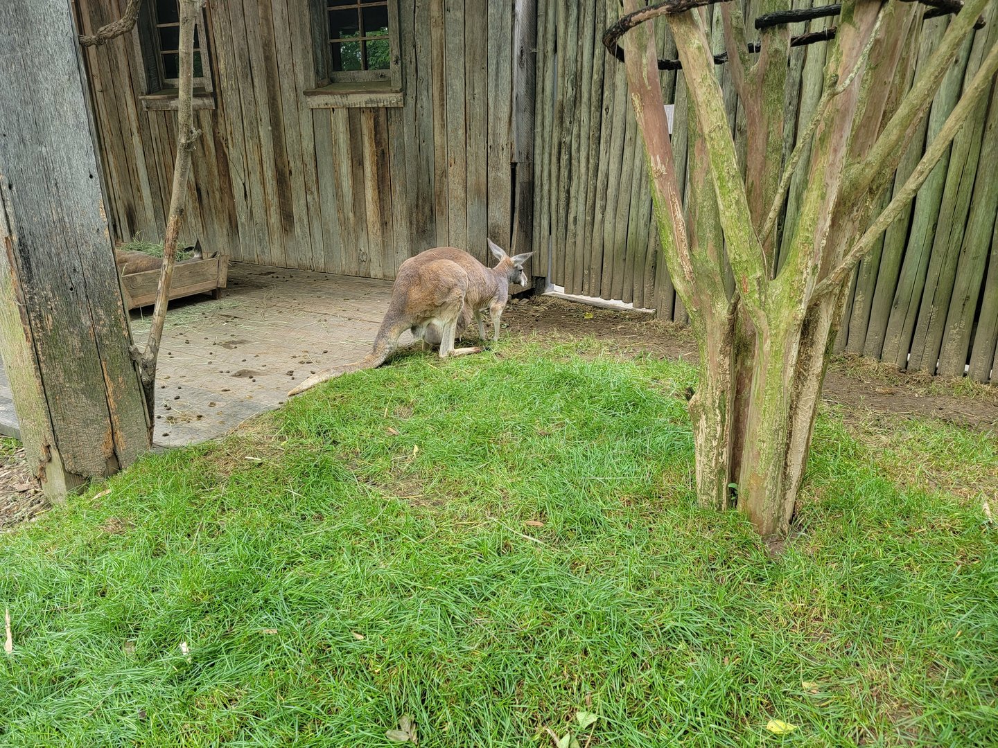 Nashville Zoo 5/22 - Red kangaroo with joey