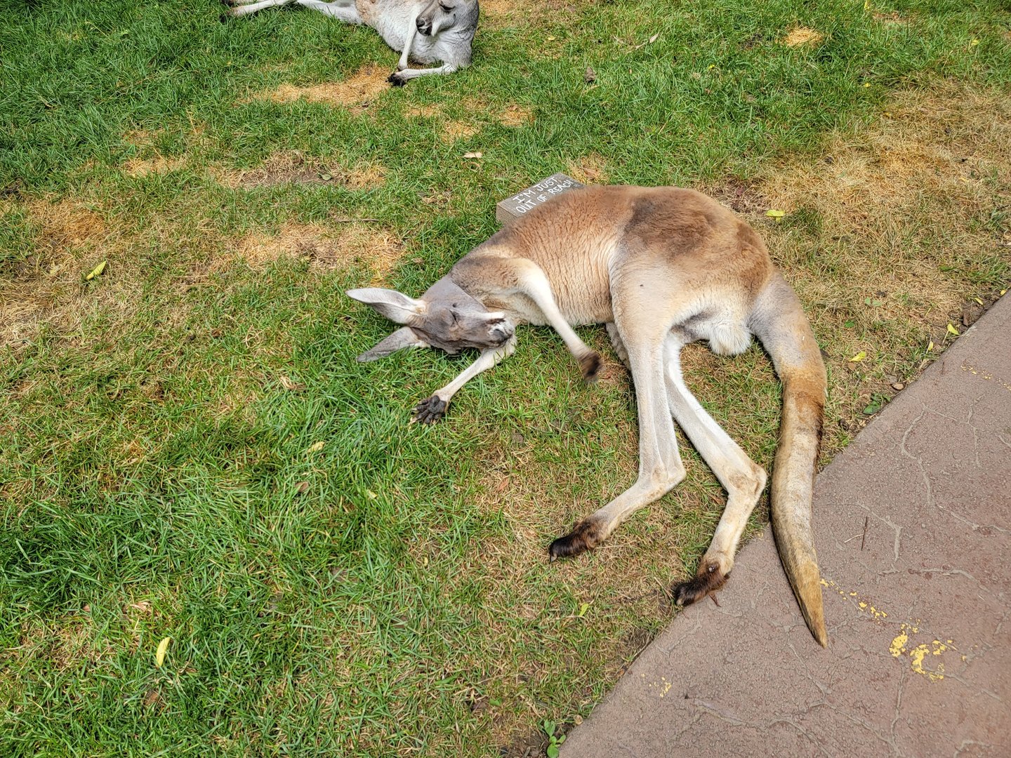 Nashville Zoo 5/22 - Red kangaroo