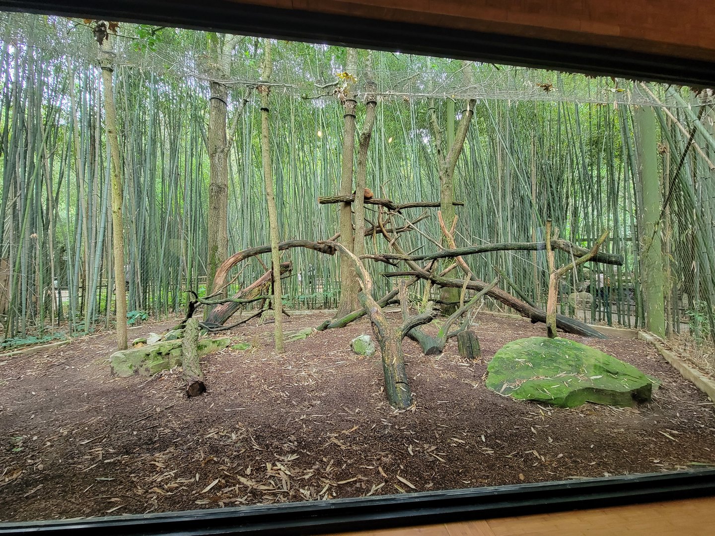 Nashville Zoo 5/22 - Red panda