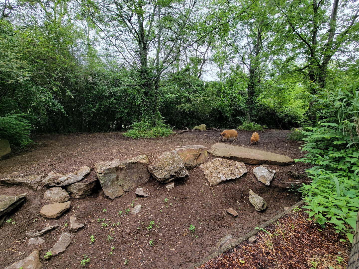 Nashville Zoo 5/22 - Red river hogs