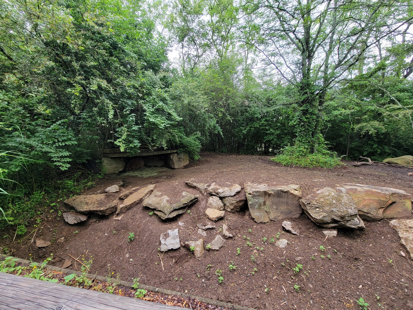 Nashville Zoo 5/22 - Red river hogs