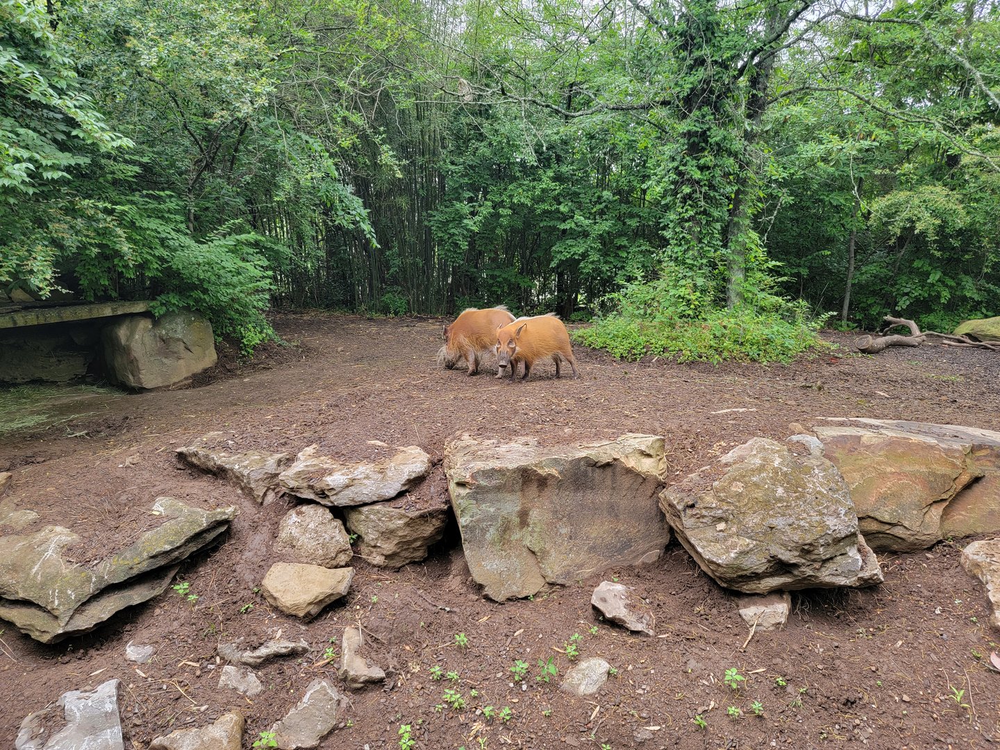 Nashville Zoo 5/22 - Red river hogs