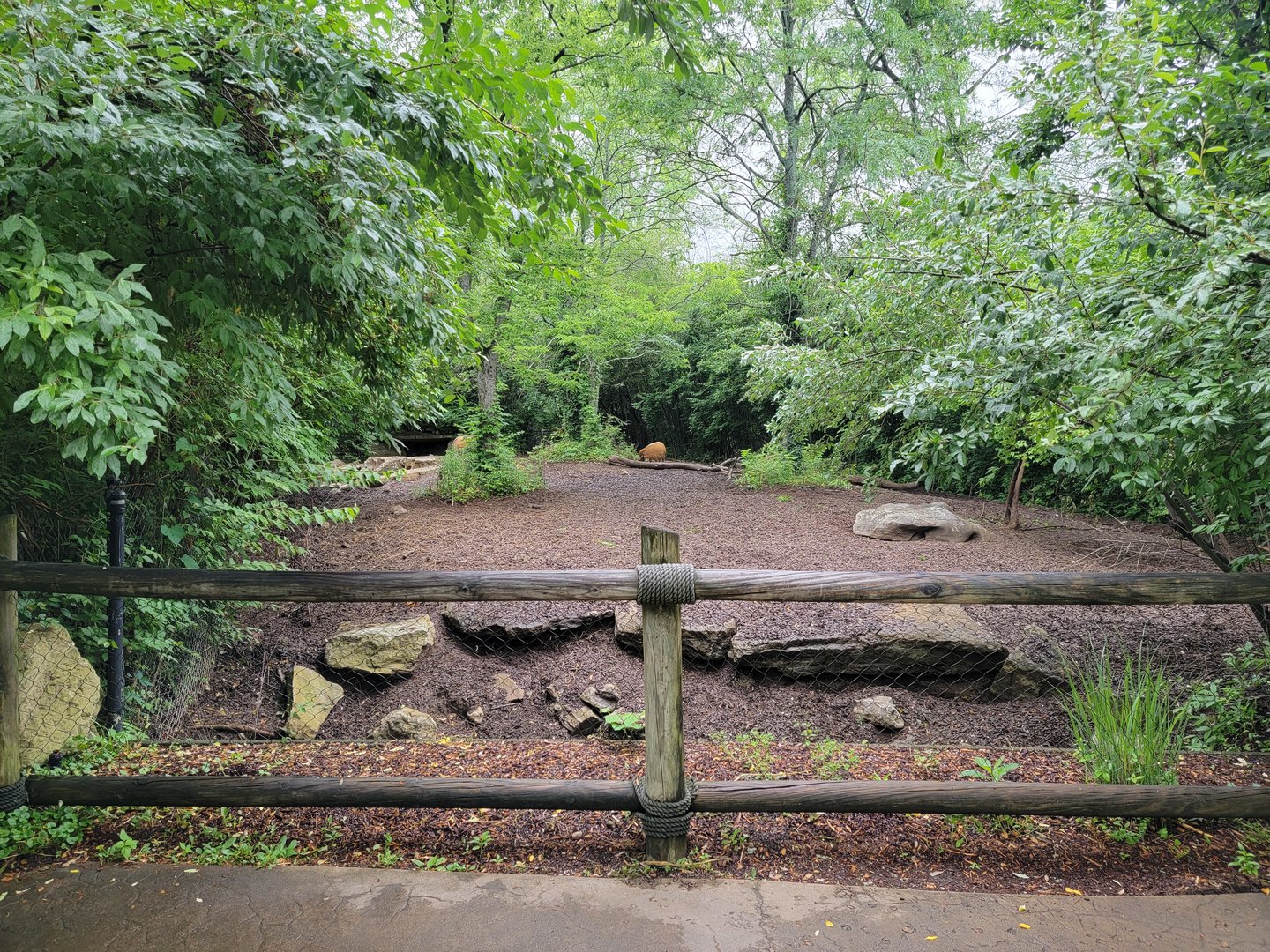 Nashville Zoo 5/22 - Red river hogs