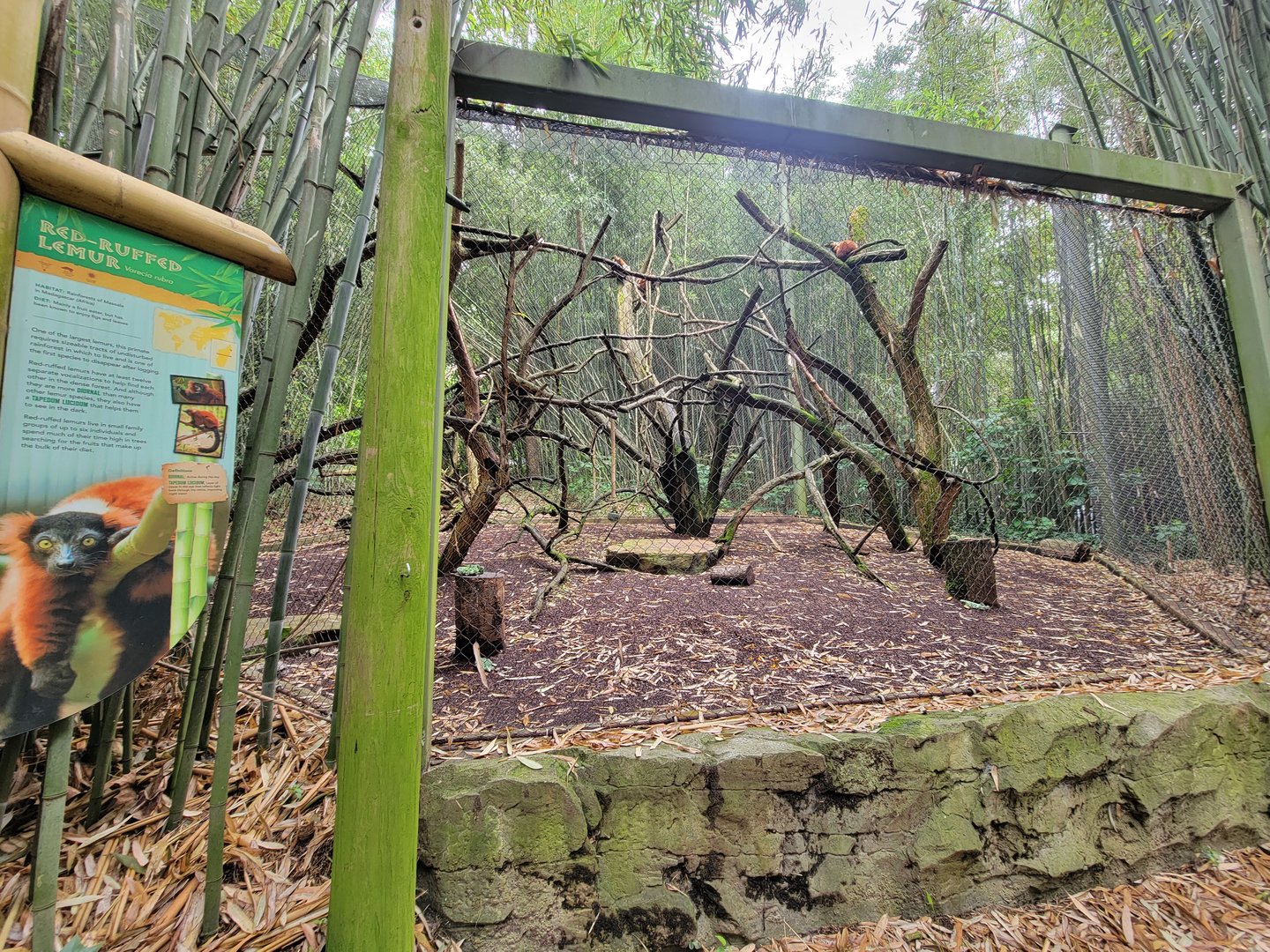 Nashville Zoo 5/22 - Red-ruffed lemur