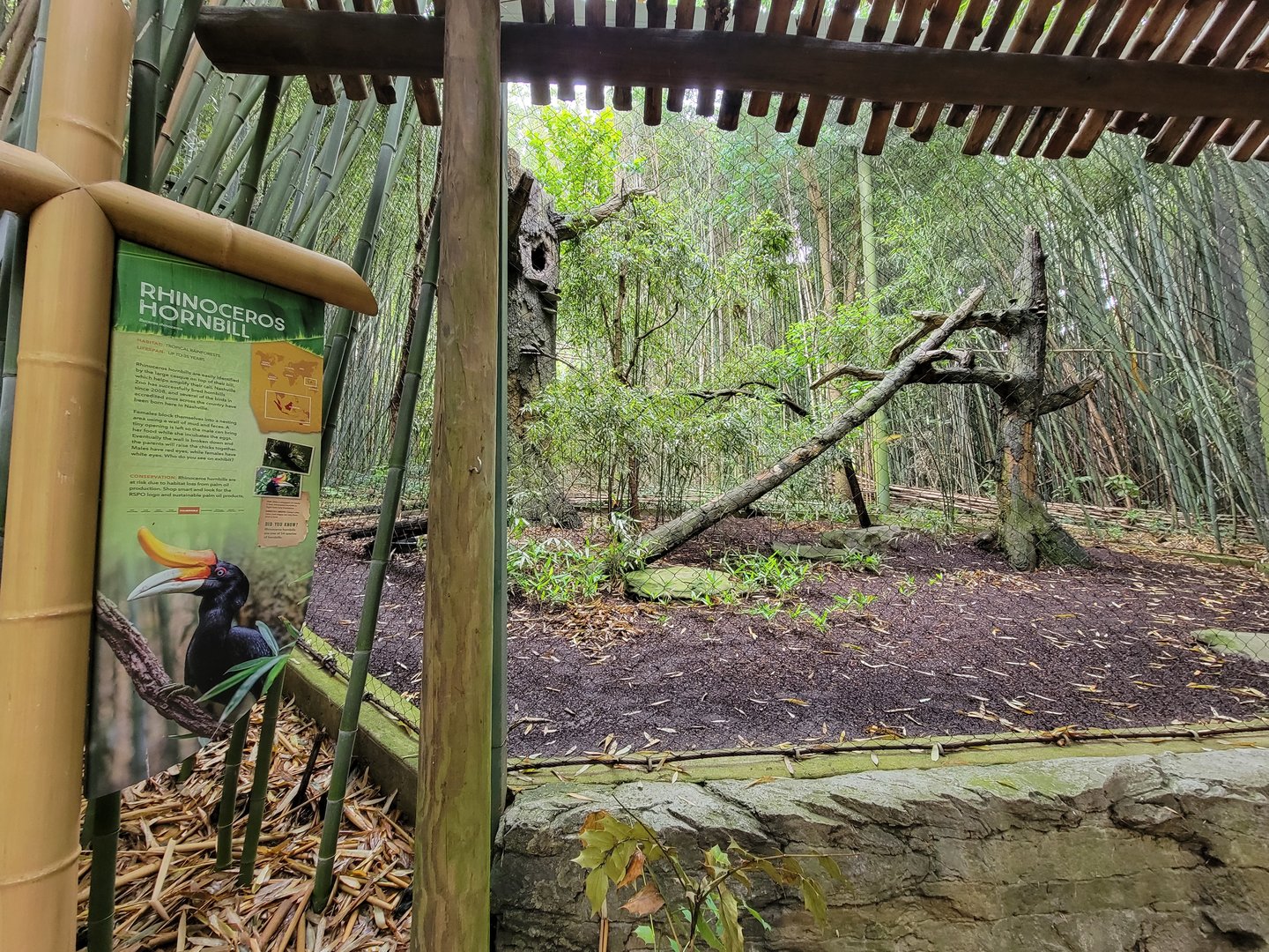 Nashville Zoo 5/22 - Rhinoceros hornbill