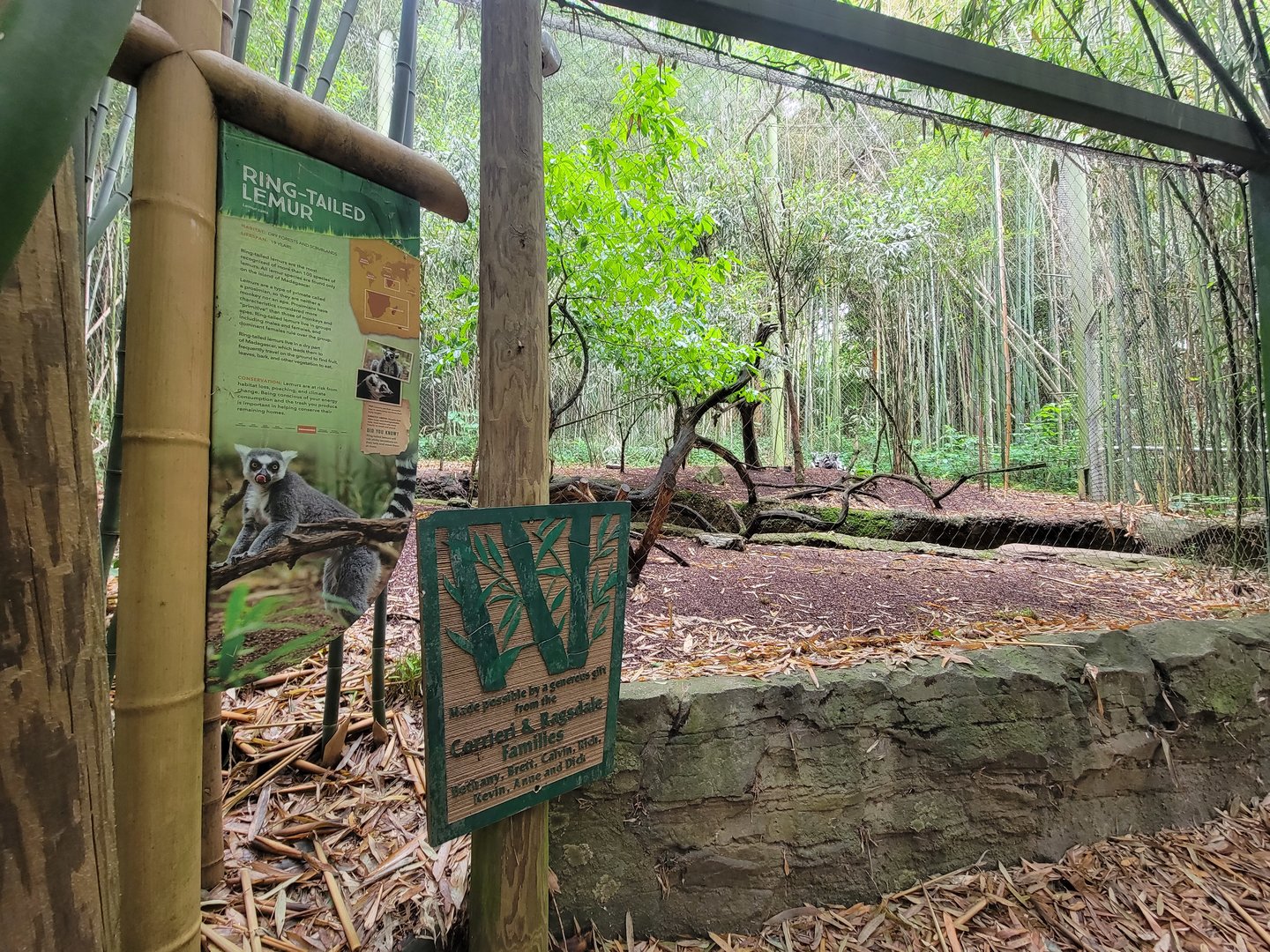 Nashville Zoo 5/22 - Ring-tailed lemurs