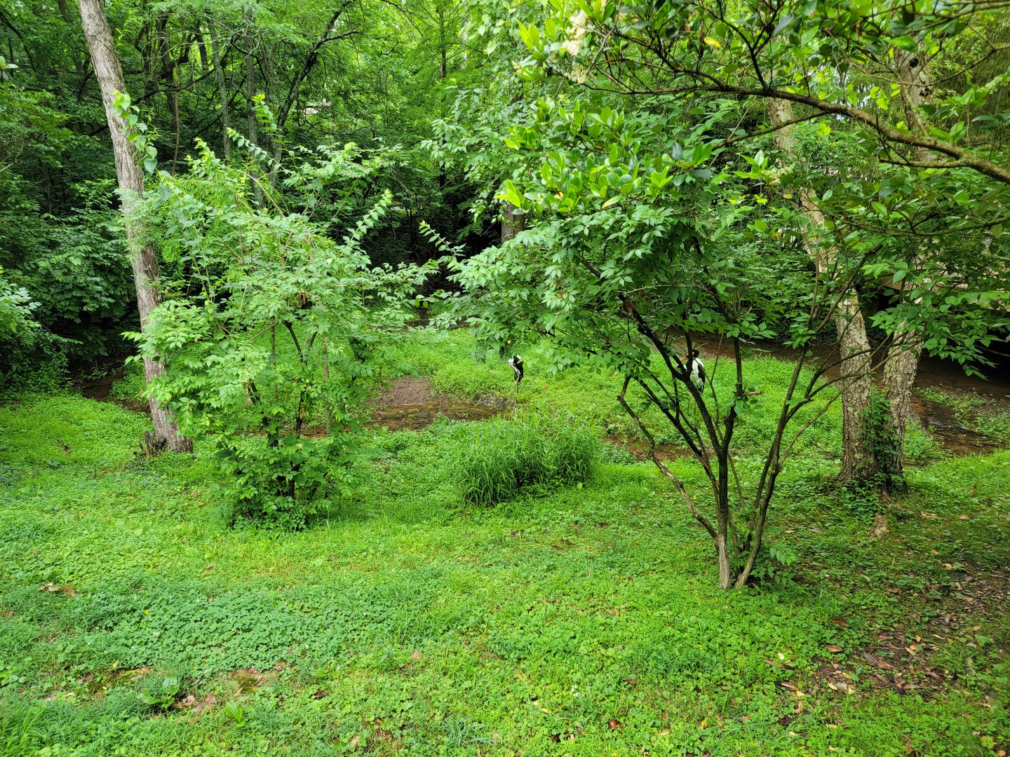 Nashville Zoo 5/22 - Saddle-billed storks