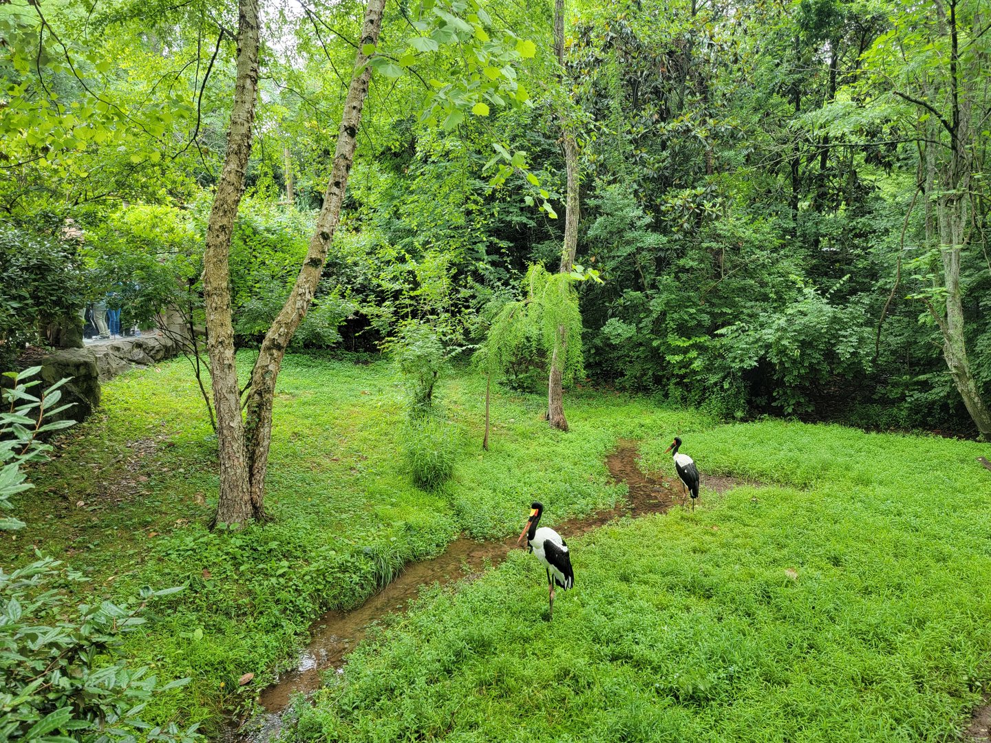 Nashville Zoo 5/22 - Saddle-billed storks