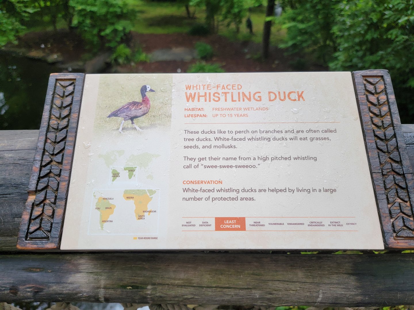 Nashville Zoo 5/22 - Signage example, white-faced whistling duck