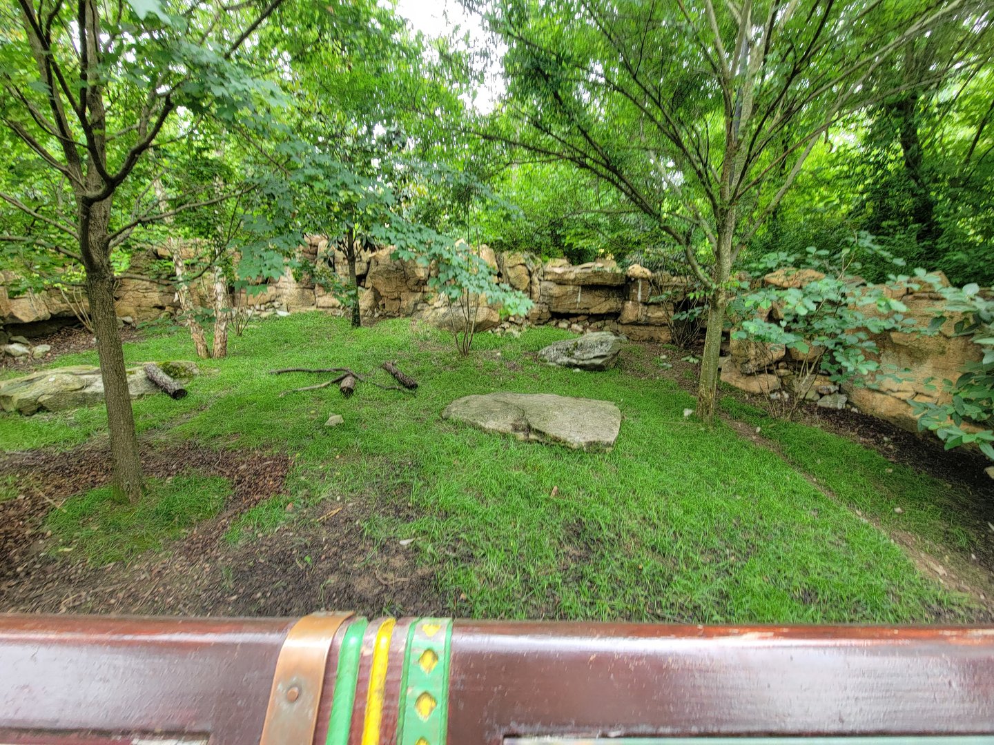 Nashville Zoo 5/22 - Southern pudu, red-footed tortoise