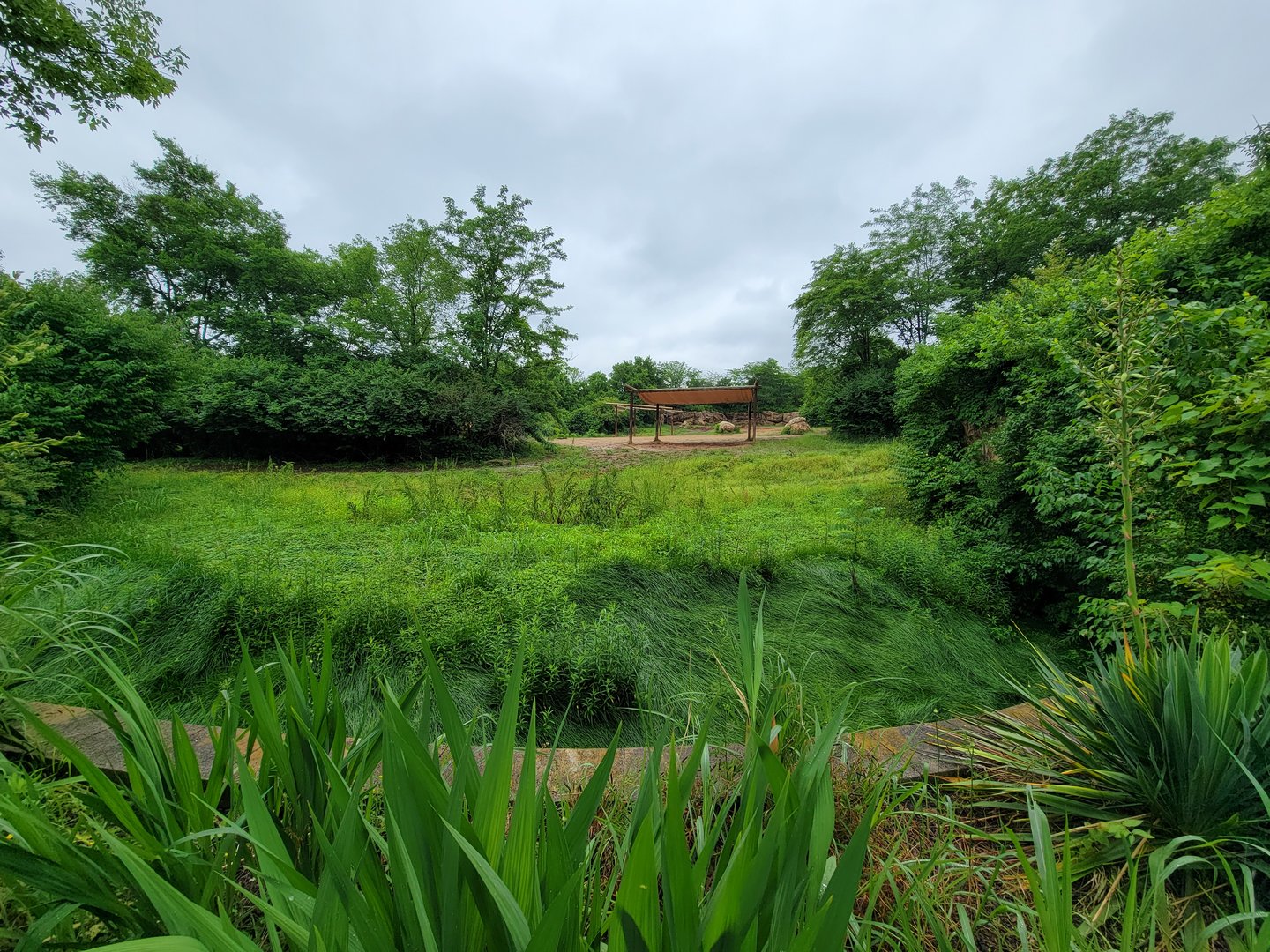 Nashville Zoo 5/22 - Southern white rhinoceros