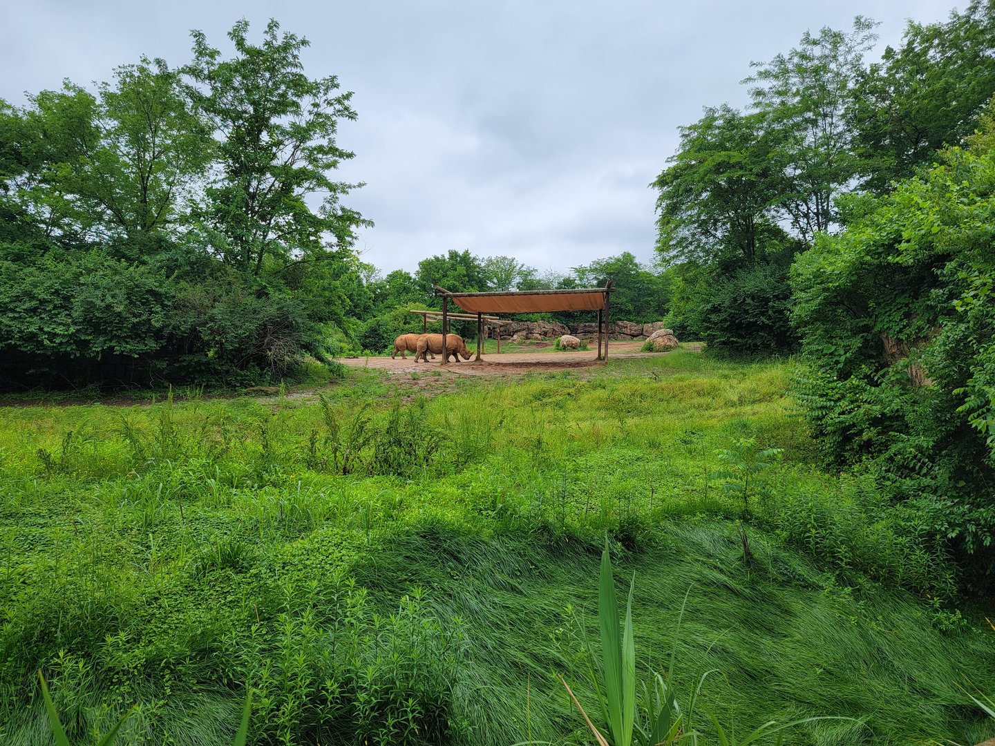 Nashville Zoo 5/22 - Southern white rhinoceros