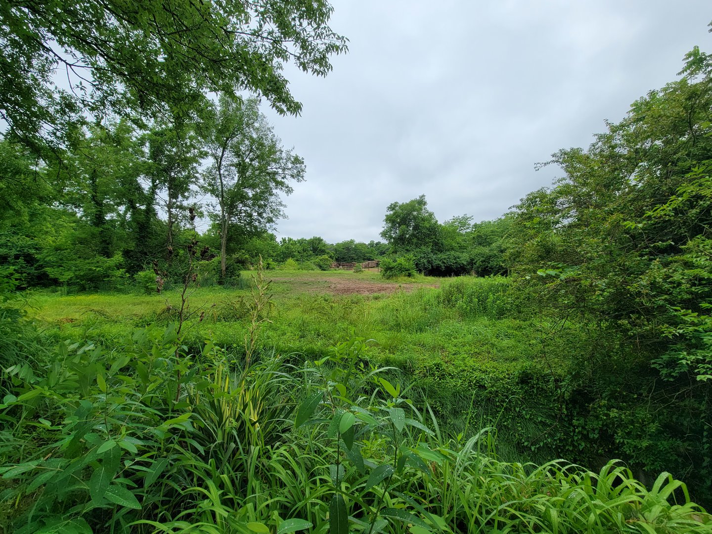 Nashville Zoo 5/22 - Southern white rhinoceros