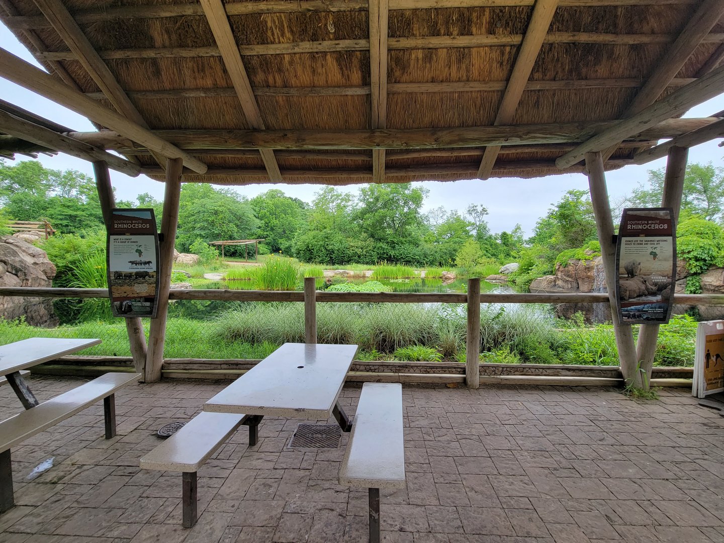 Nashville Zoo 5/22 - Southern white rhinoceros