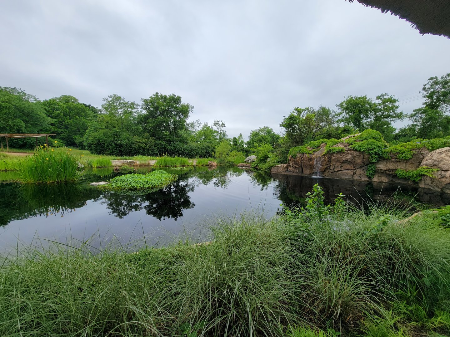 Nashville Zoo 5/22 - Southern white rhinoceros