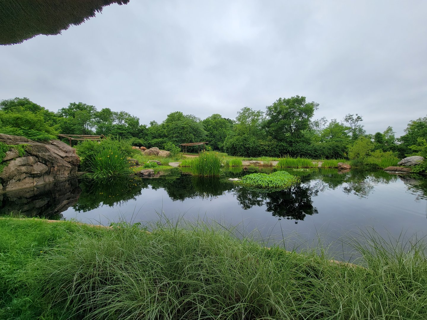 Nashville Zoo 5/22 - Southern white rhinoceros